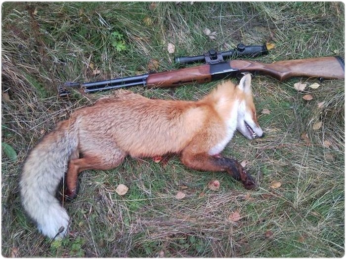 охота на лису с гладкоствольным оружием