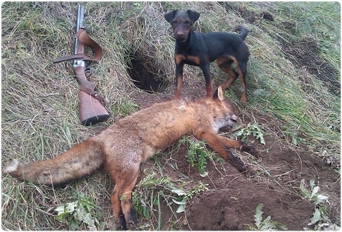 Оружие для охоты на лису с норными собаками