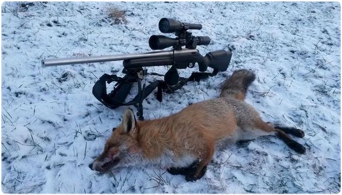 оружие для охоты на лисицу