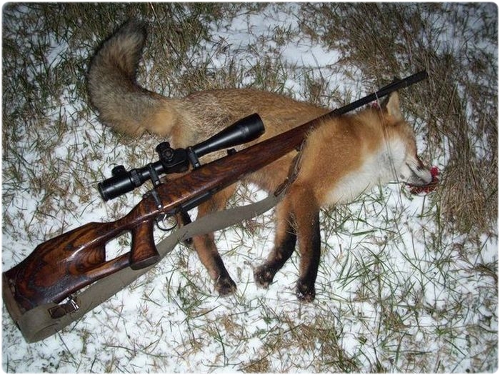 загонная охота на лисиц.