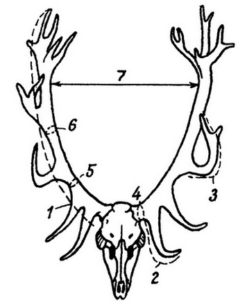 Измерение рогов оленя